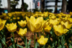 黄色いハンカチⅡ !