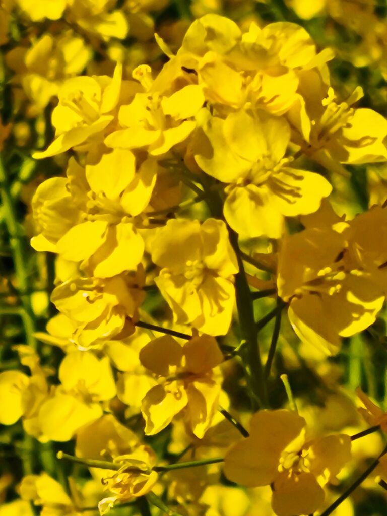 黄色いお花