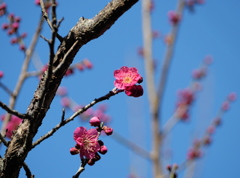 梅～まだまだこれから開花します。