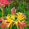 黄色い曼珠沙華