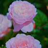 薔薇