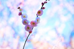 梅～勝利の「V」です