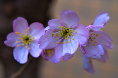 桜だより