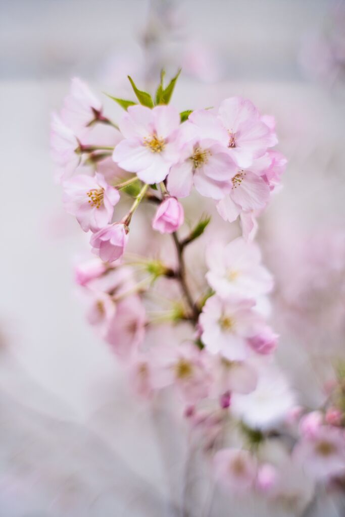 御殿場桜