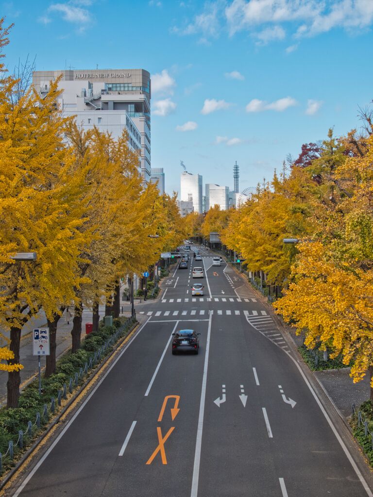 黄葉通りとみなとみらい