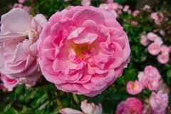 メアリーローズ