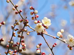 梅～蕾一杯