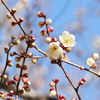 梅～蕾一杯