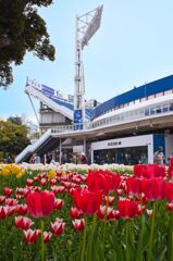 チューリップと横浜スタジアム