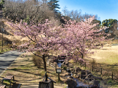 桜だより