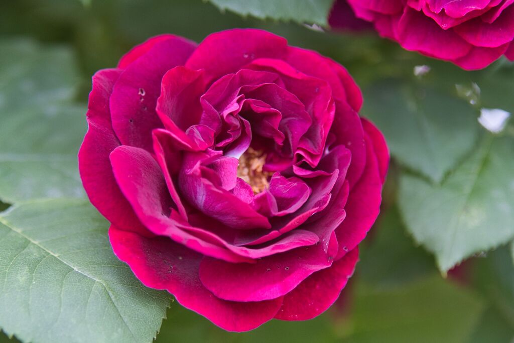 薔薇