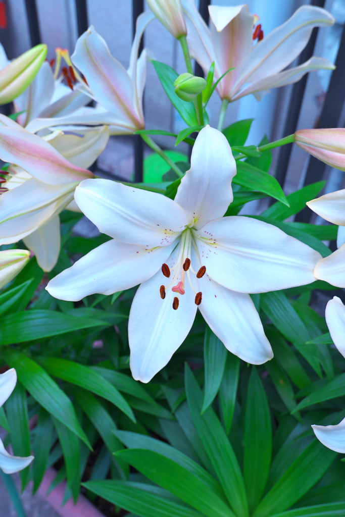White Lily