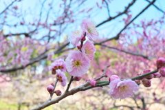 梅の花「文殊」