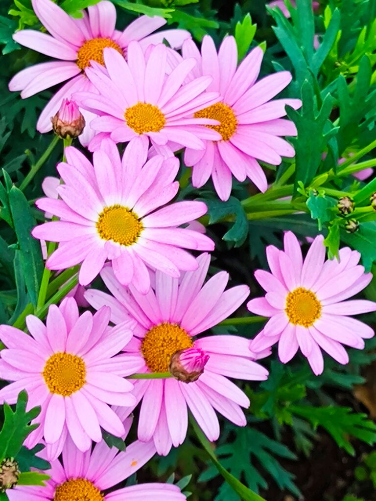 ヒナギク