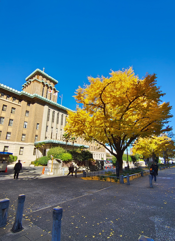 黄葉と神奈川県庁