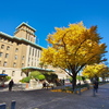 黄葉と神奈川県庁