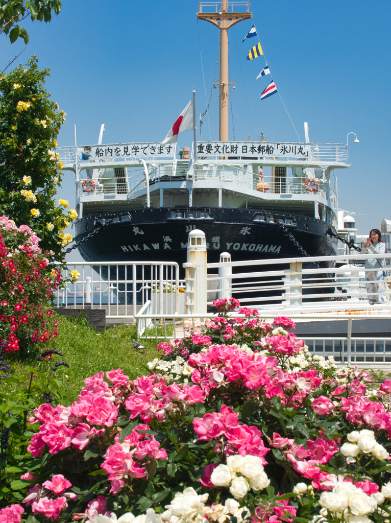 薔薇と氷川丸