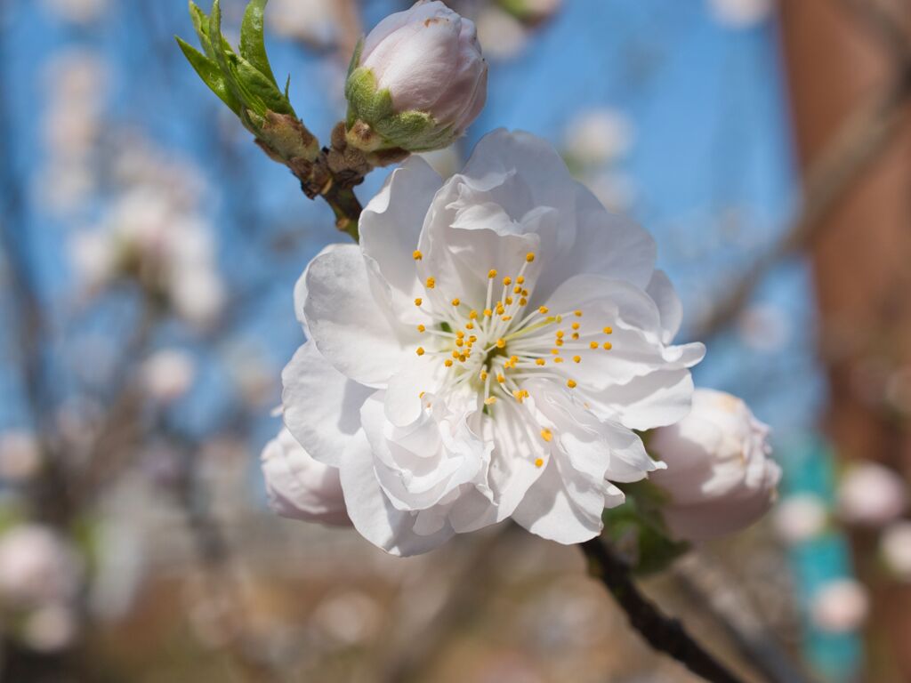 花桃～純白