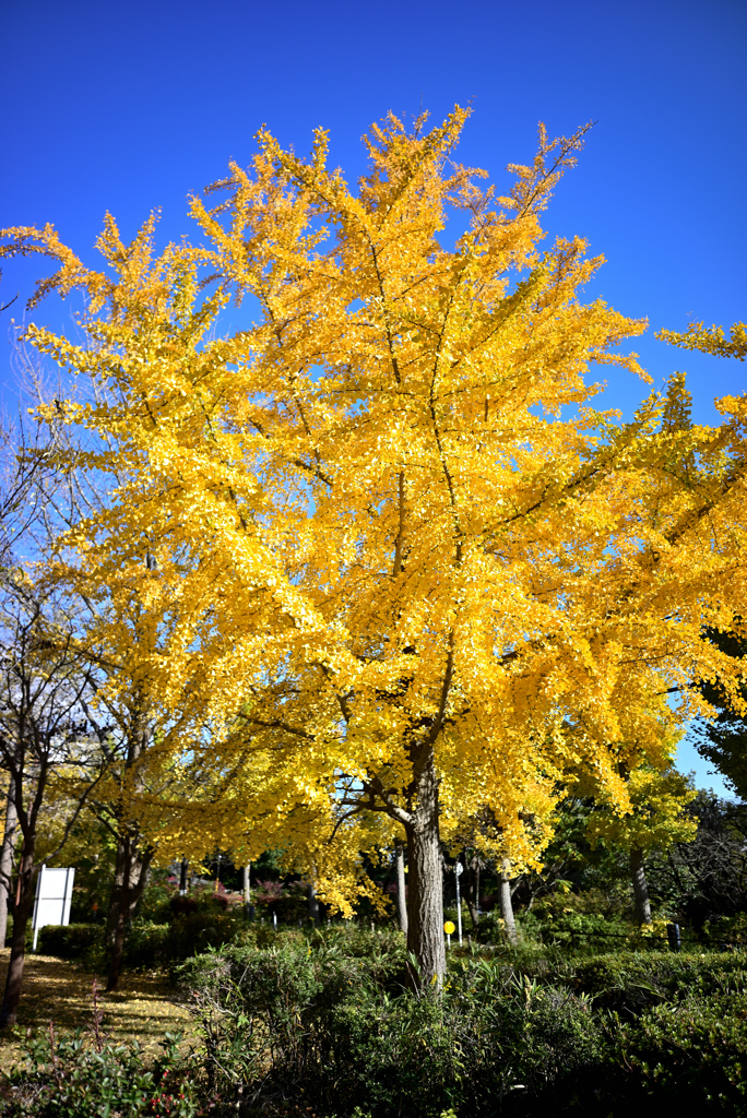青空を背景に「紅葉」