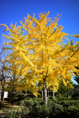 青空を背景に「紅葉」