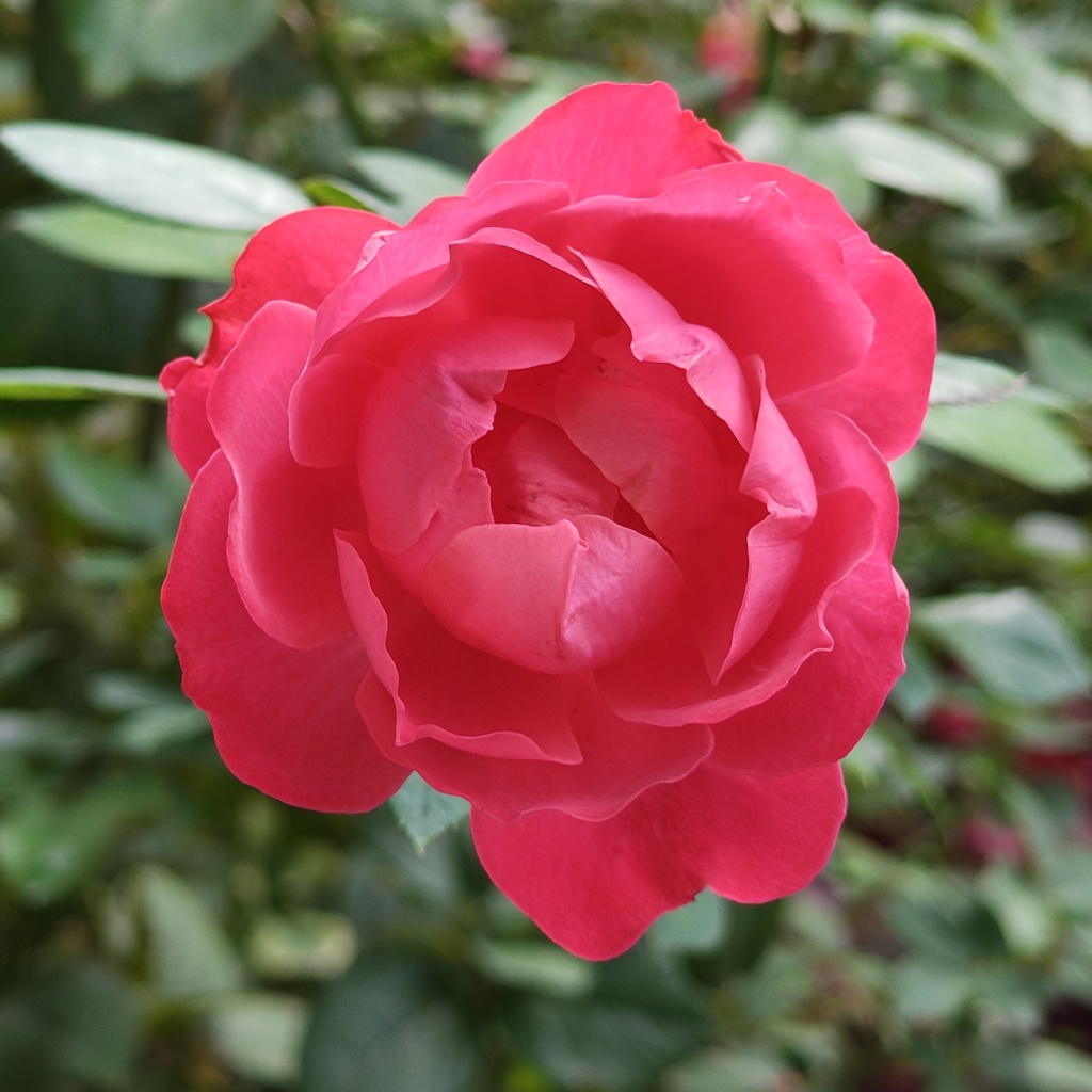 熱く燃えるバラ