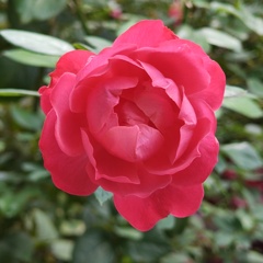 熱く燃えるバラ