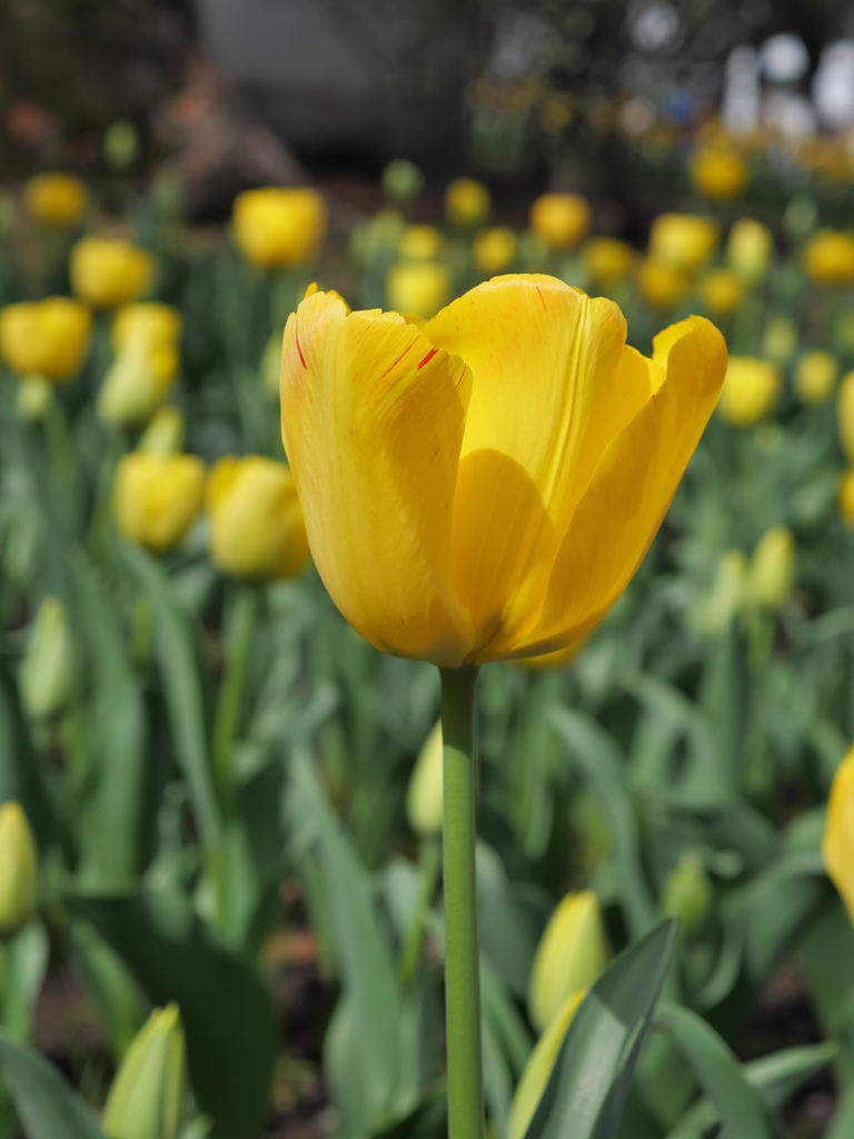 チューリップファミリー