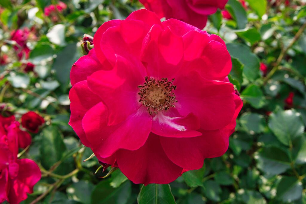 ガーデンローズ