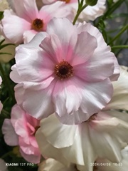 ラナンキュラス