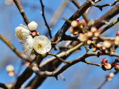 横浜「三渓園」