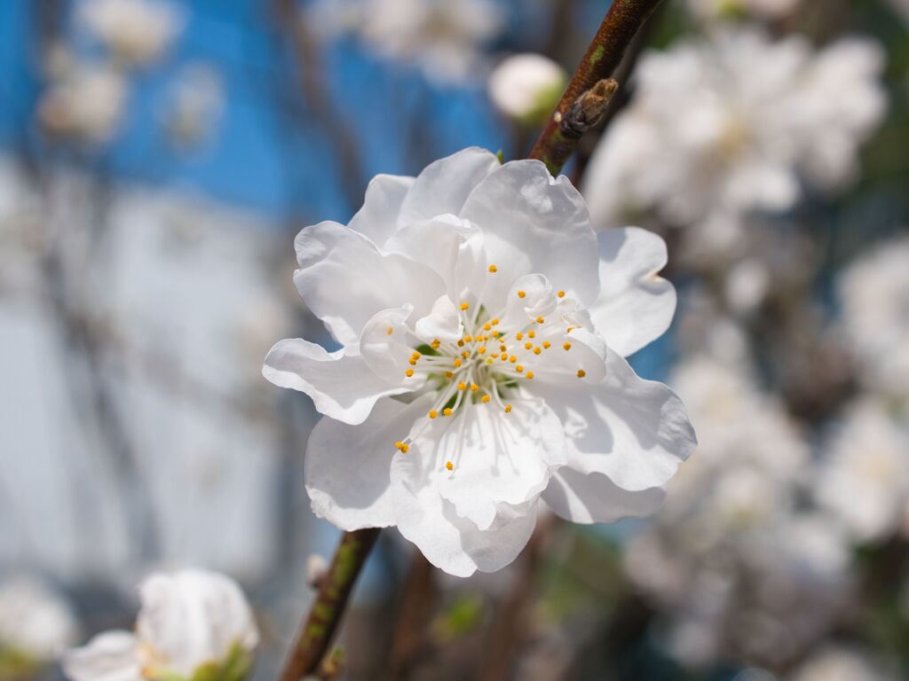 花桃～白一点