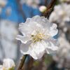 花桃～白一点