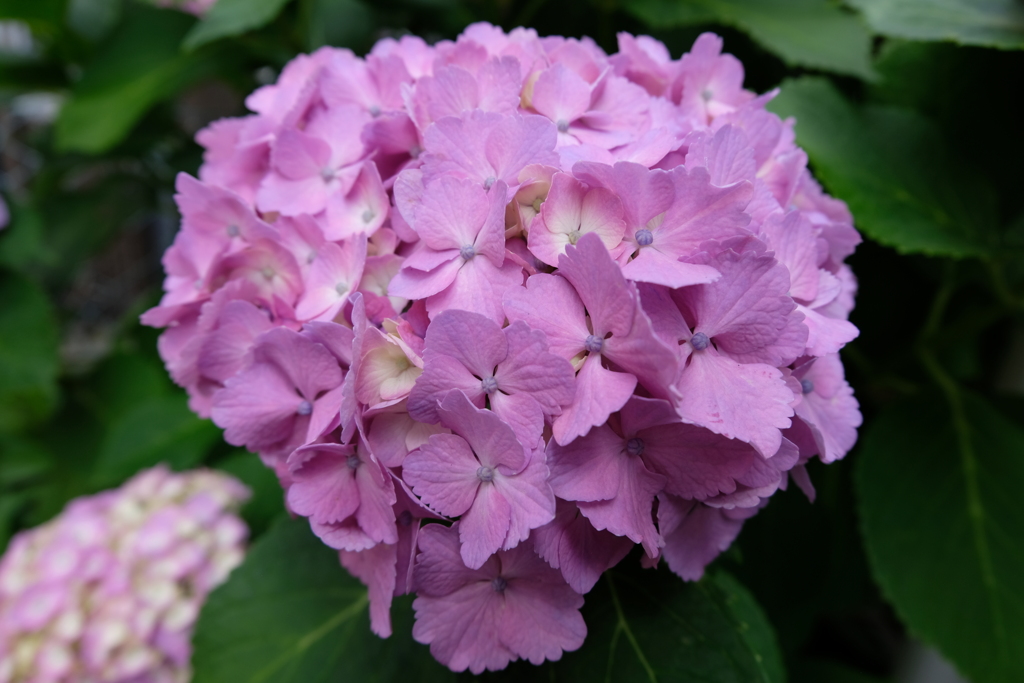 ハート型紫陽花?