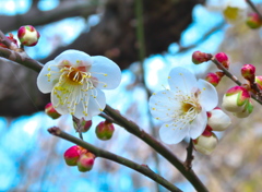 睨めっこしているみたいな白梅