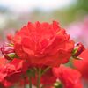 薔薇