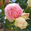 薔薇