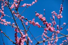 青空に映えます