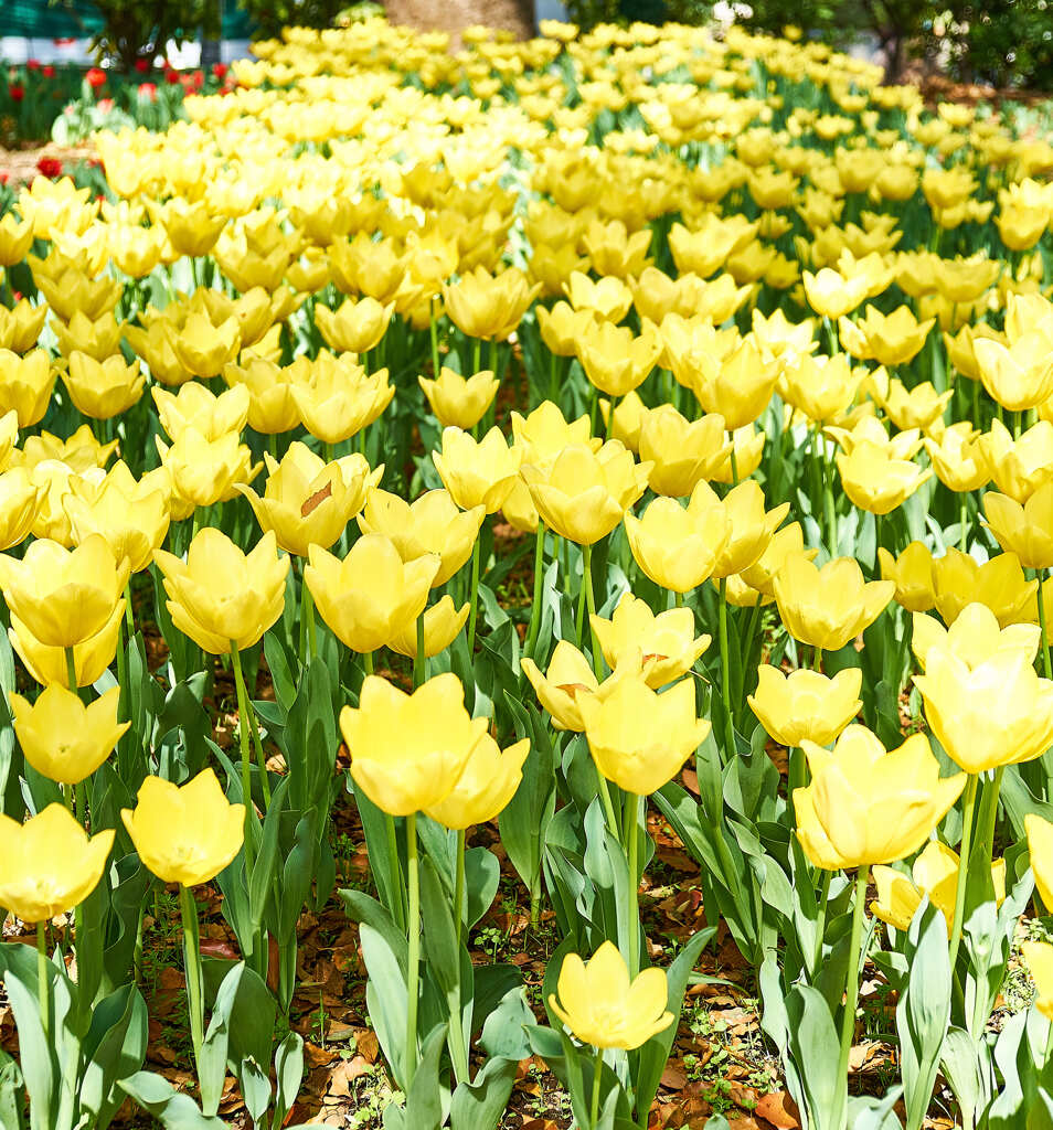 イエロー集団 !