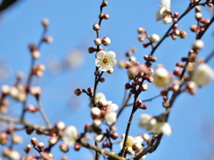 梅～蕾の中の一輪