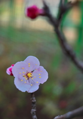 あんずの花