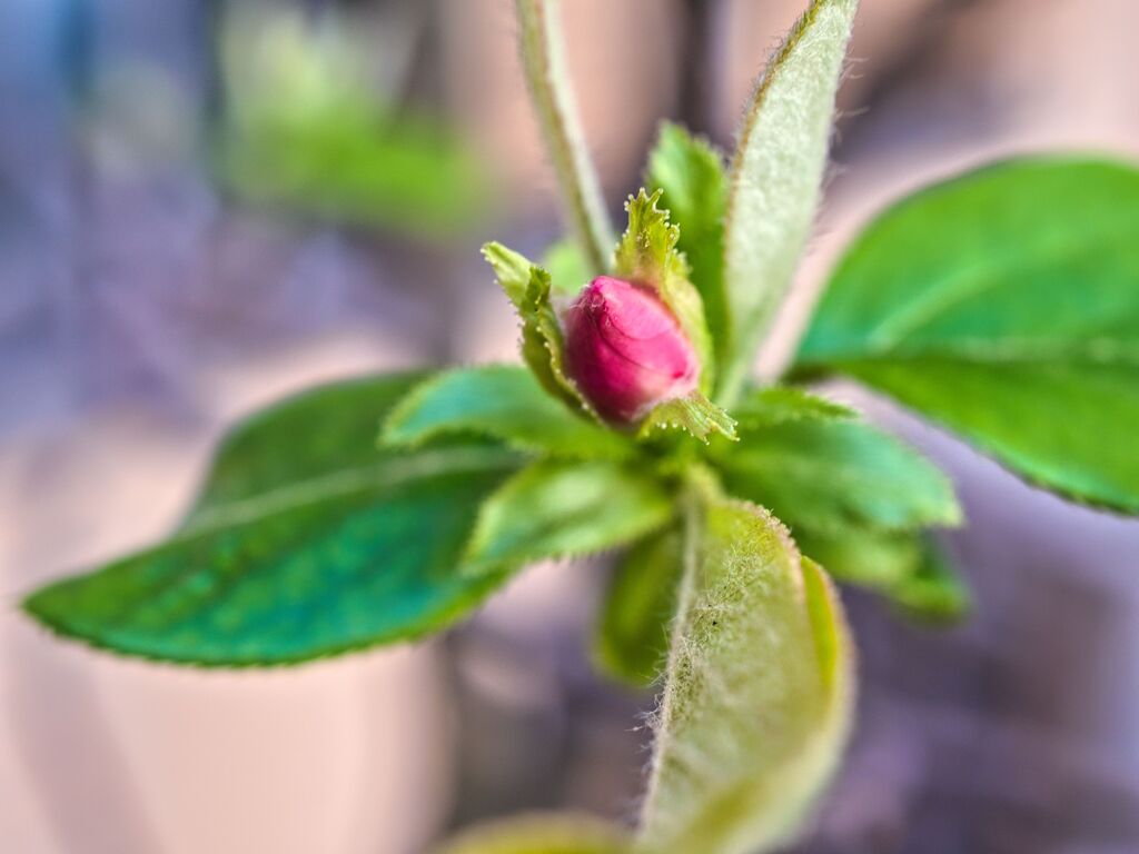 花梨の蕾