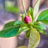 花梨の蕾
