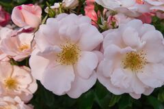 フラワーガール