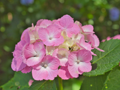 緑の中の紫陽花