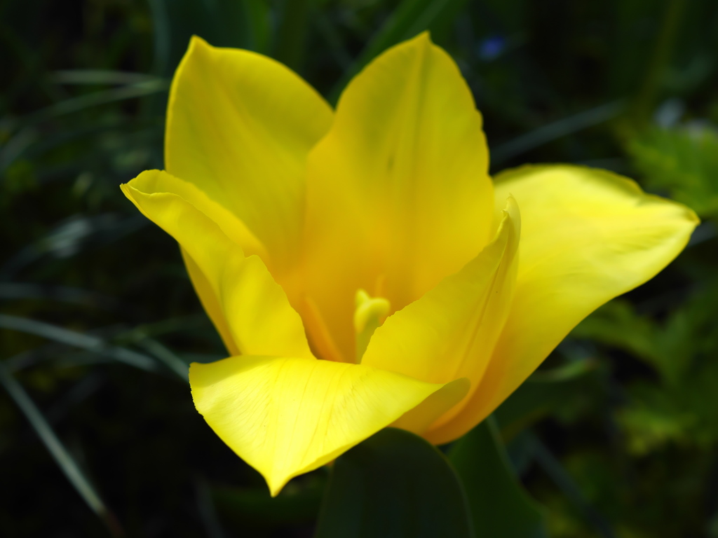 陽気な花