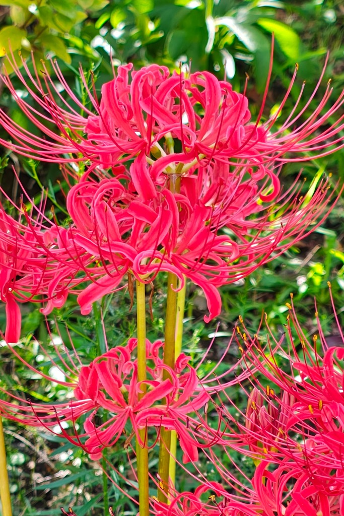 曼珠沙華
