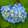 紫陽花