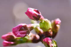 御殿場さくらの蕾