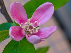 花梨～開花しました