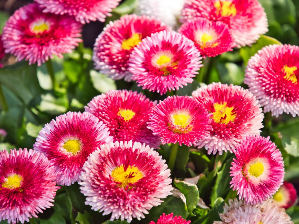 ヒナギク～あなたと同じ気持ち